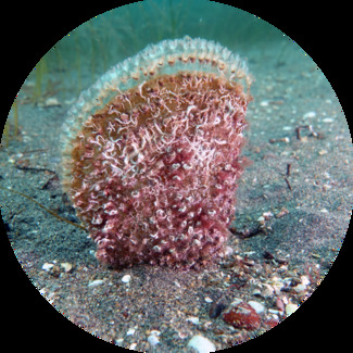 Marmara'nın Umudu: Pina Projesi